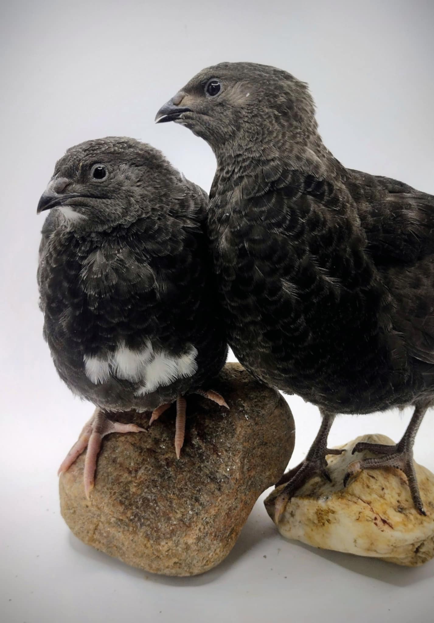Black and Banded Black Coturnix Hatching Eggs