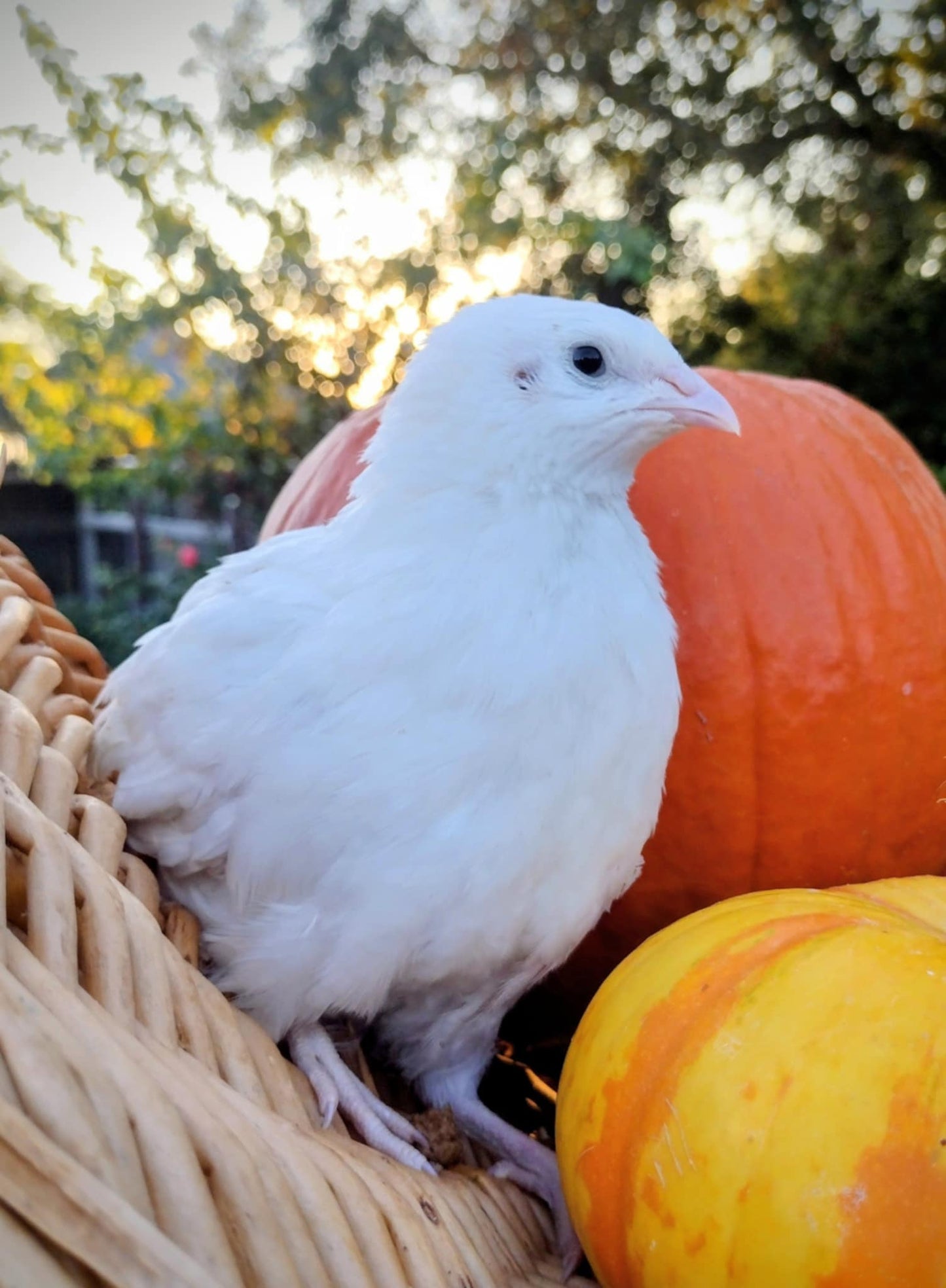 A fun mix of everything hatching eggs