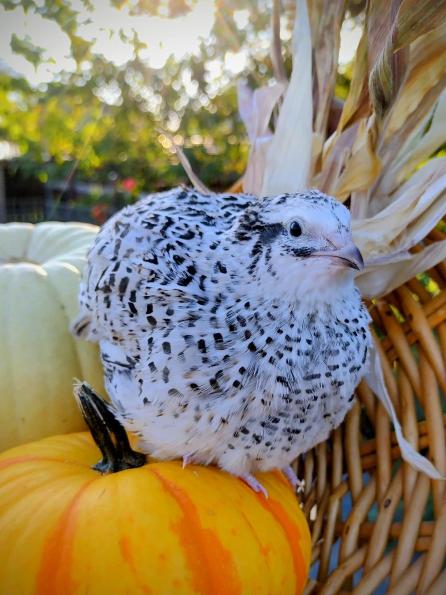 Jumbo Mix- Whites, Wild, Pearl, Pansy and Egyptian Hatching Eggs