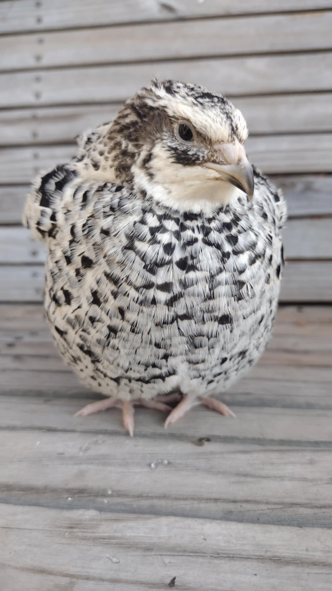 Pansy Fee hatching eggs