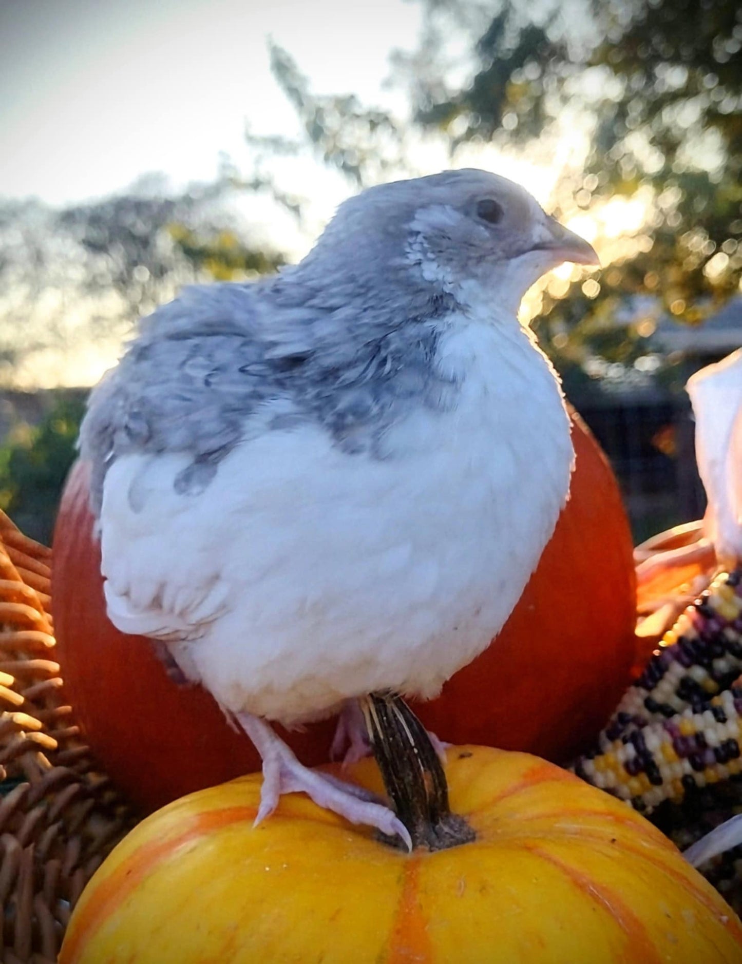 Shades of Gray Collection Hatching Eggs