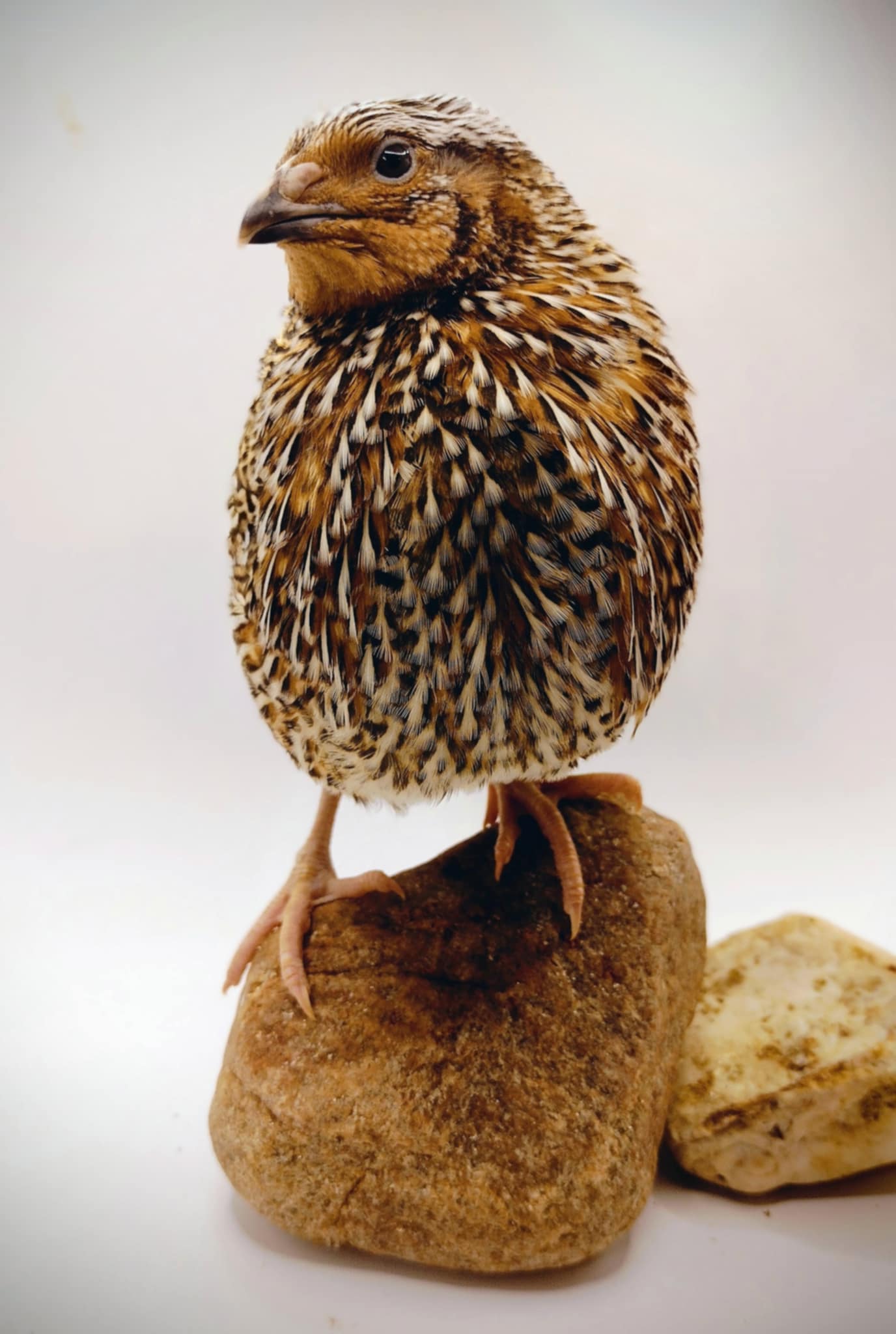 Hens Choice Special hatching eggs