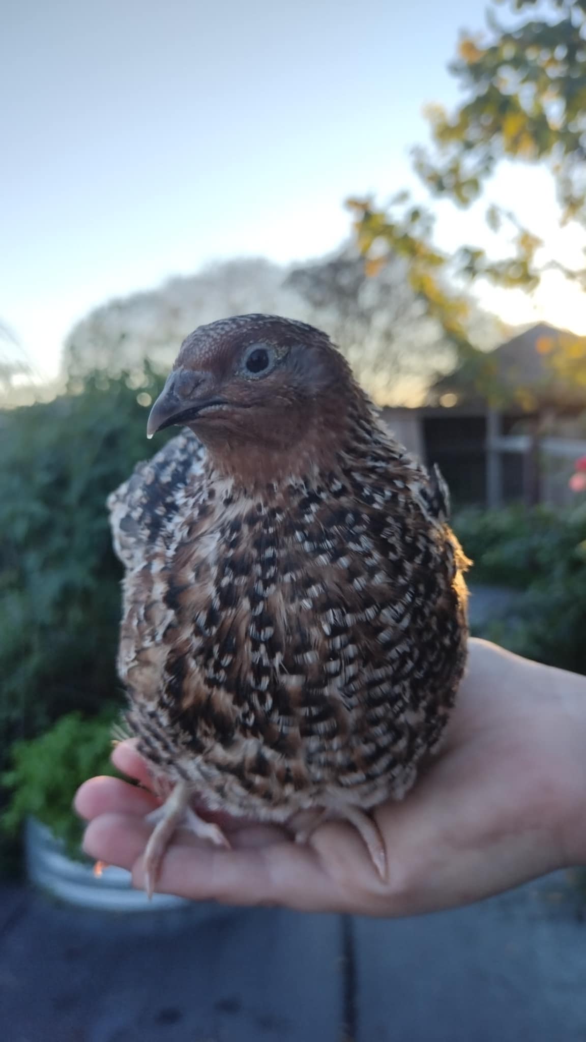 A fun mix of everything hatching eggs