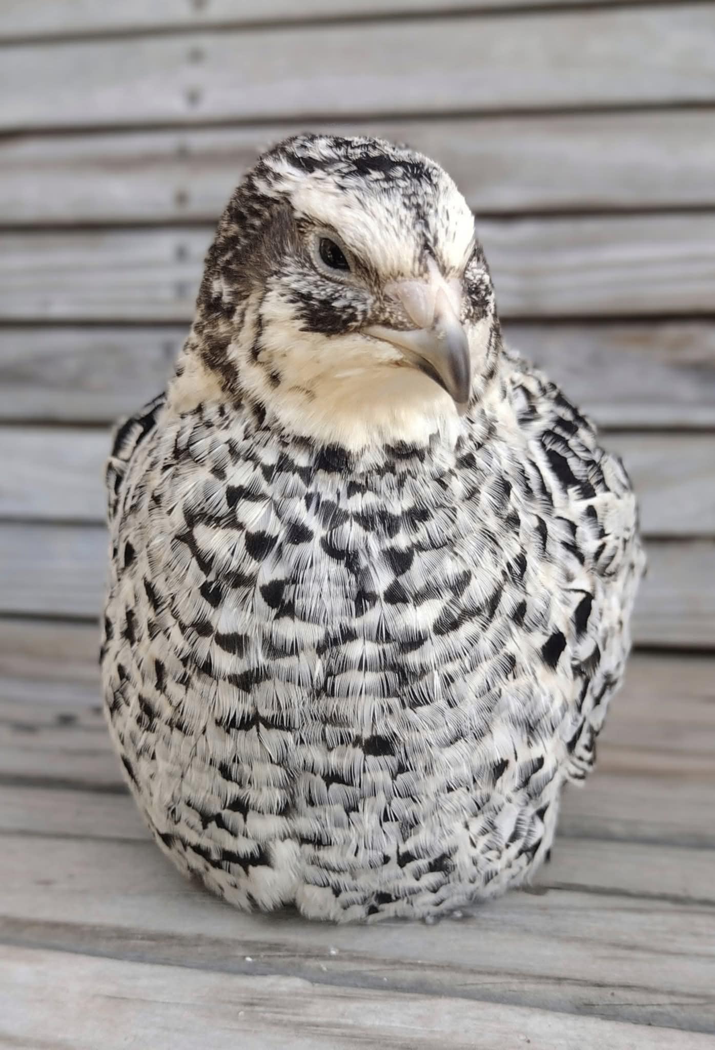 Hens Choice Special hatching eggs