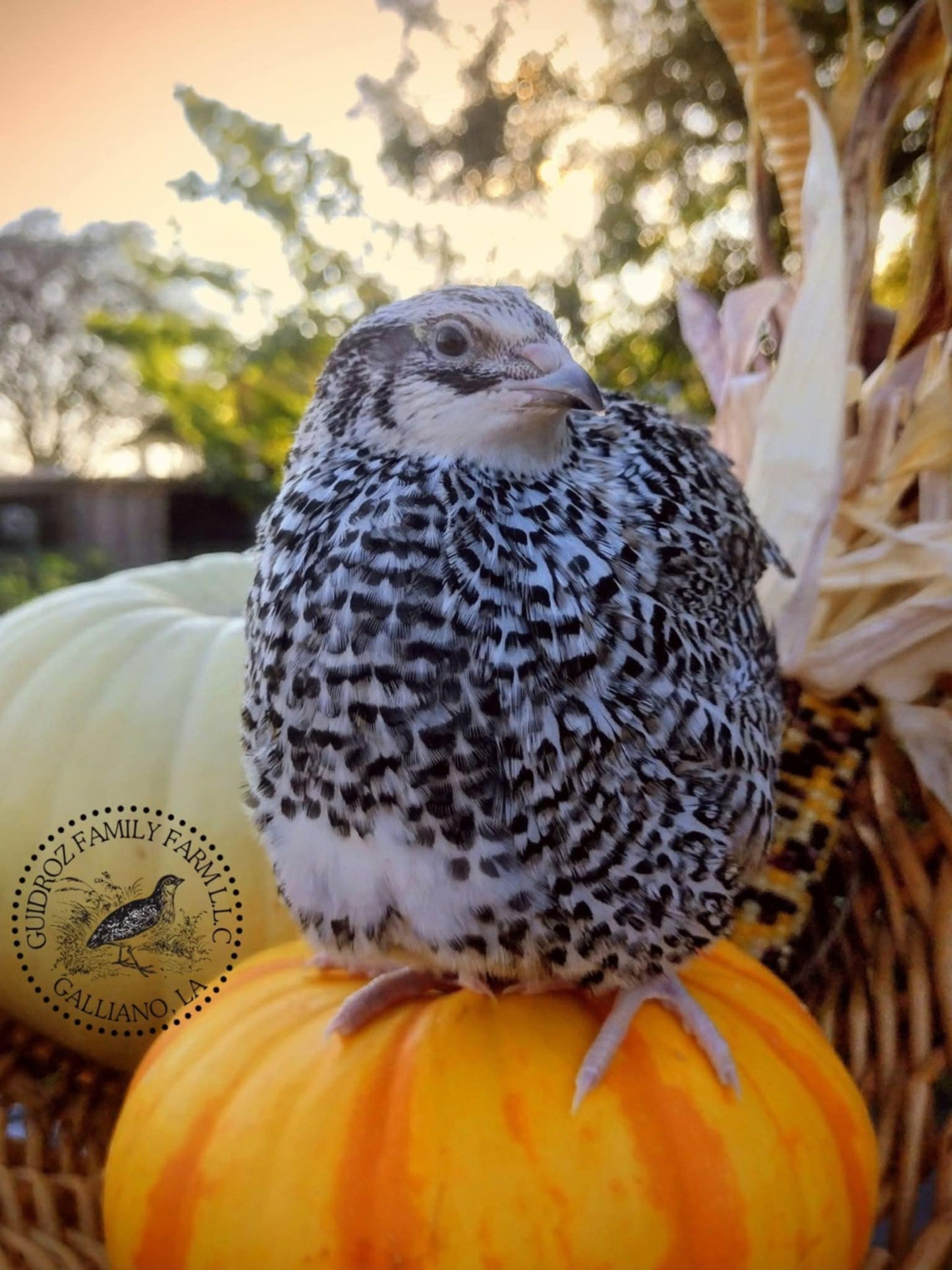 Hens Choice Special hatching eggs