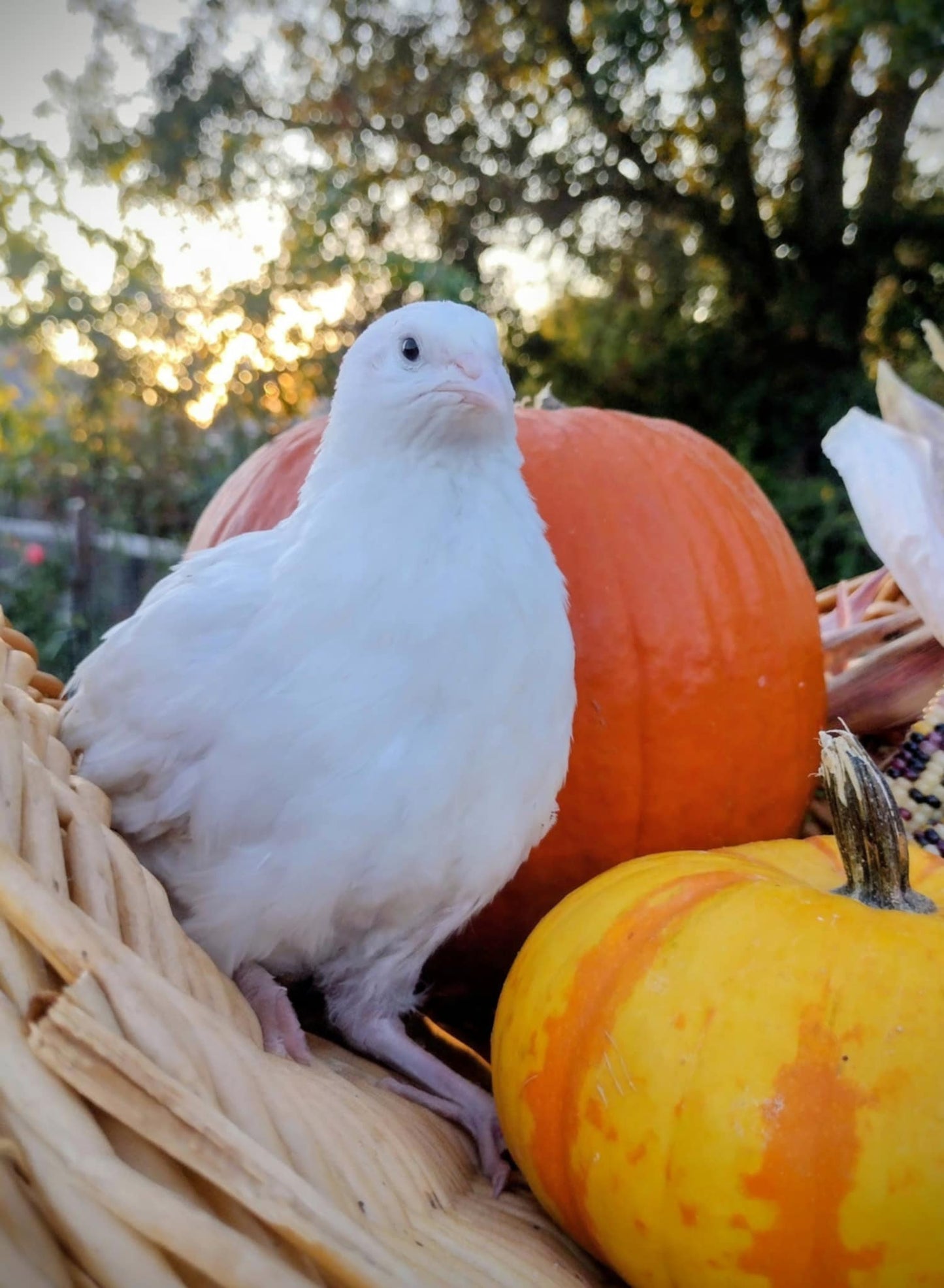 Hens Choice Special hatching eggs