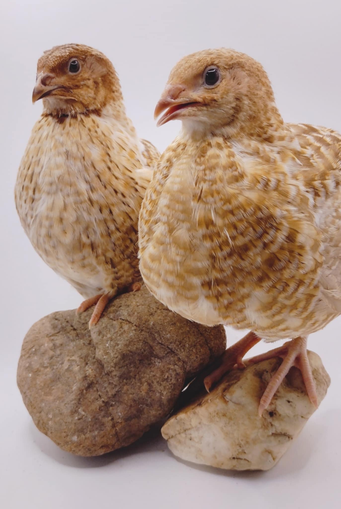 Roux Pansy hatching eggs