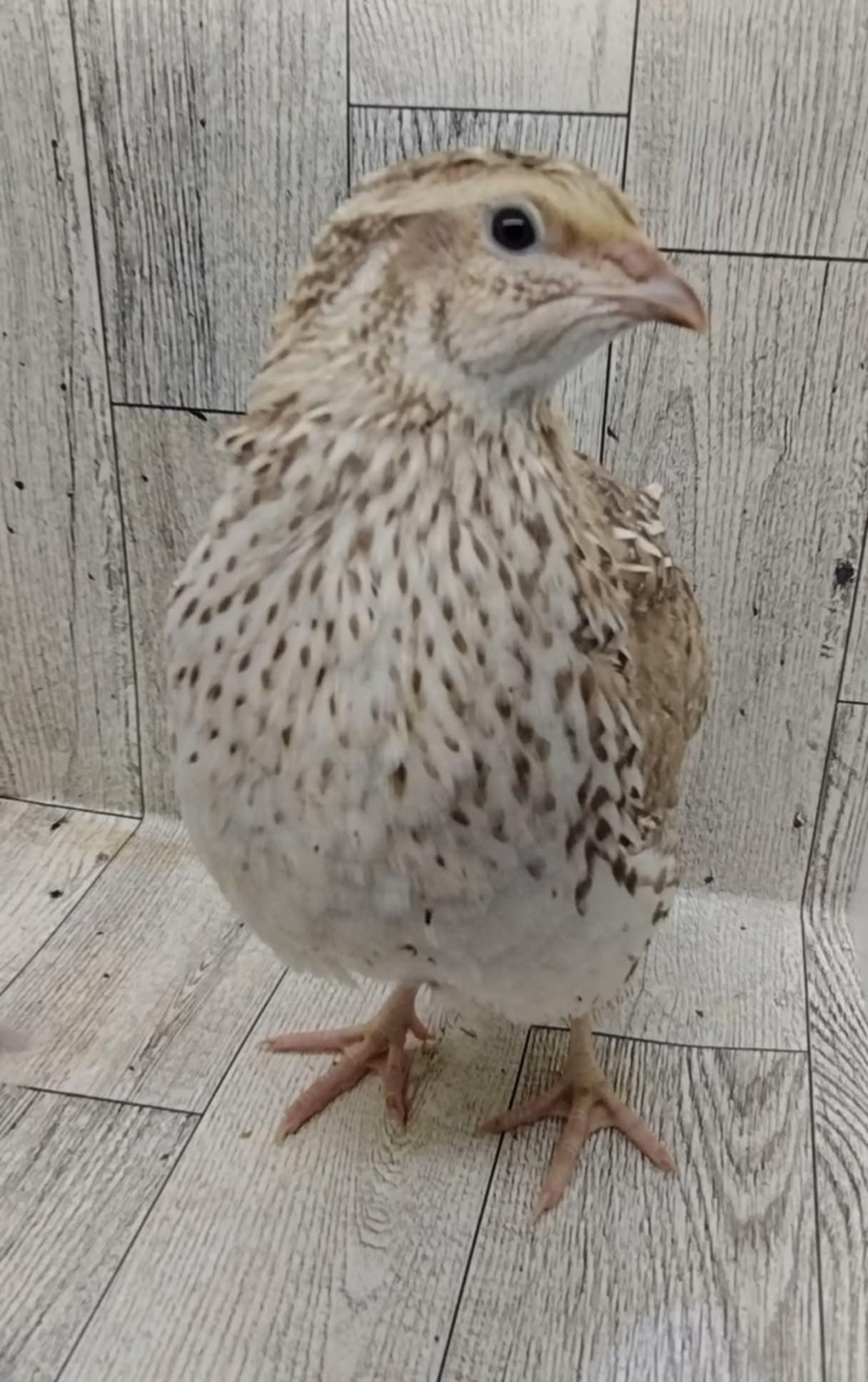 Egyptian Fee hatching eggs