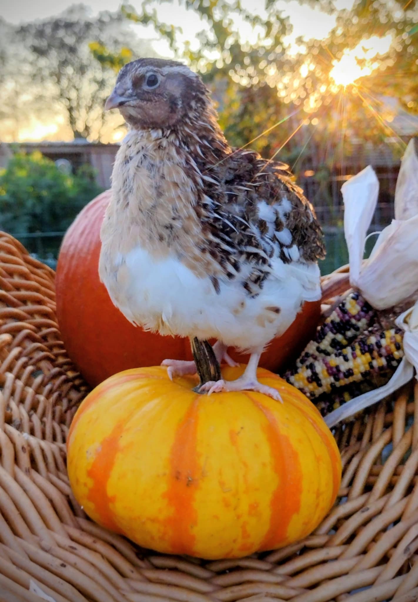 A fun mix of everything hatching eggs