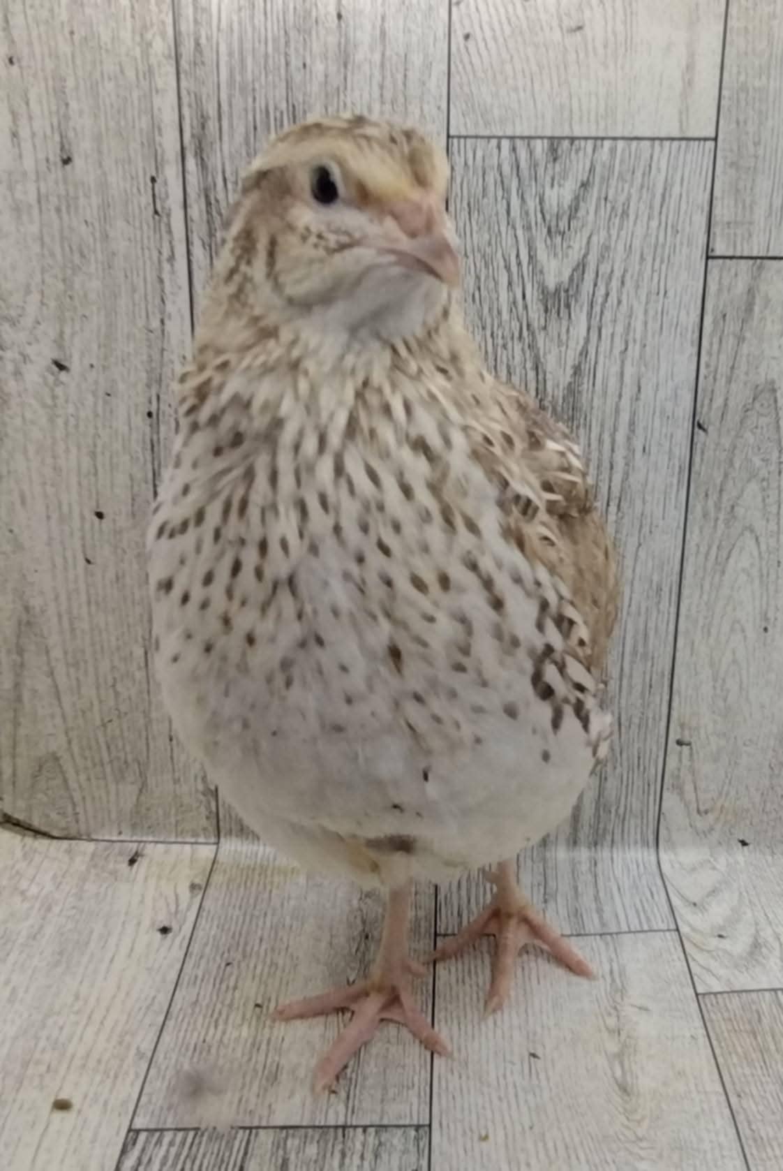 A fun mix of everything hatching eggs