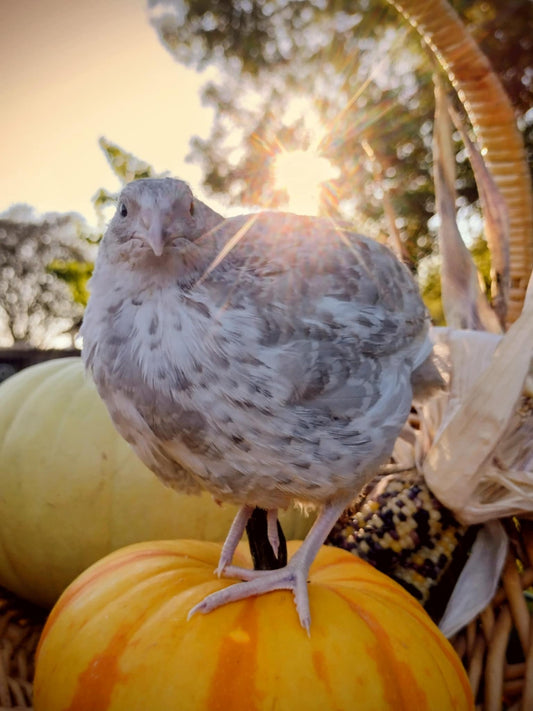 Shades of Gray Collection Hatching Eggs