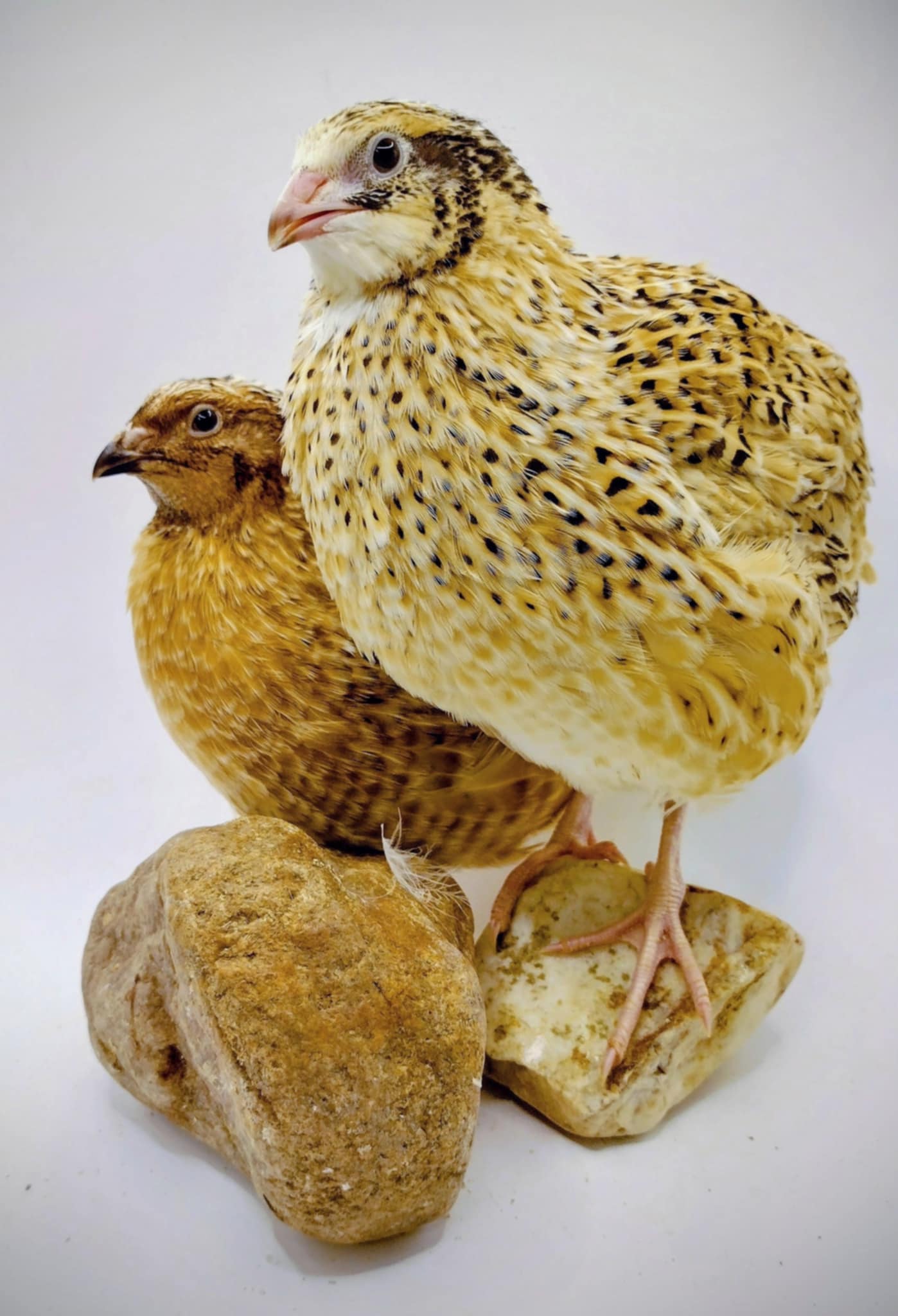 A fun mix of everything hatching eggs