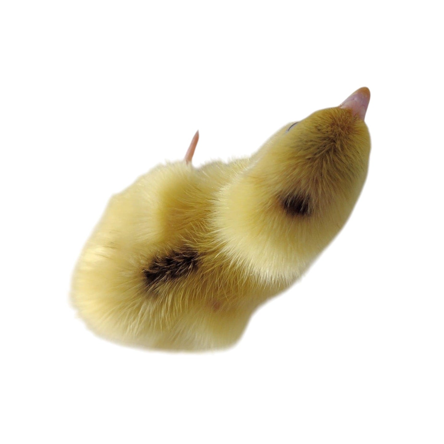 White Celadons hatching eggs