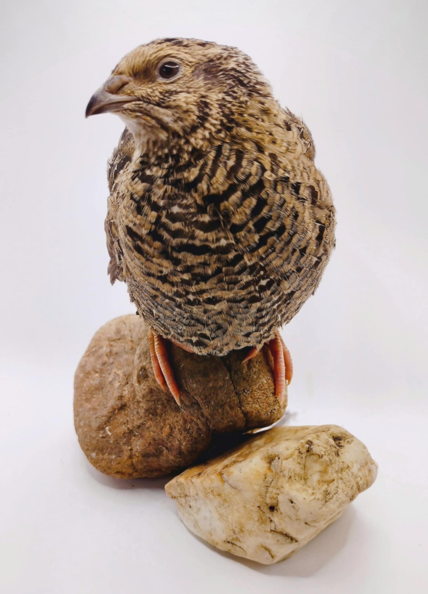 A fun mix of everything hatching eggs