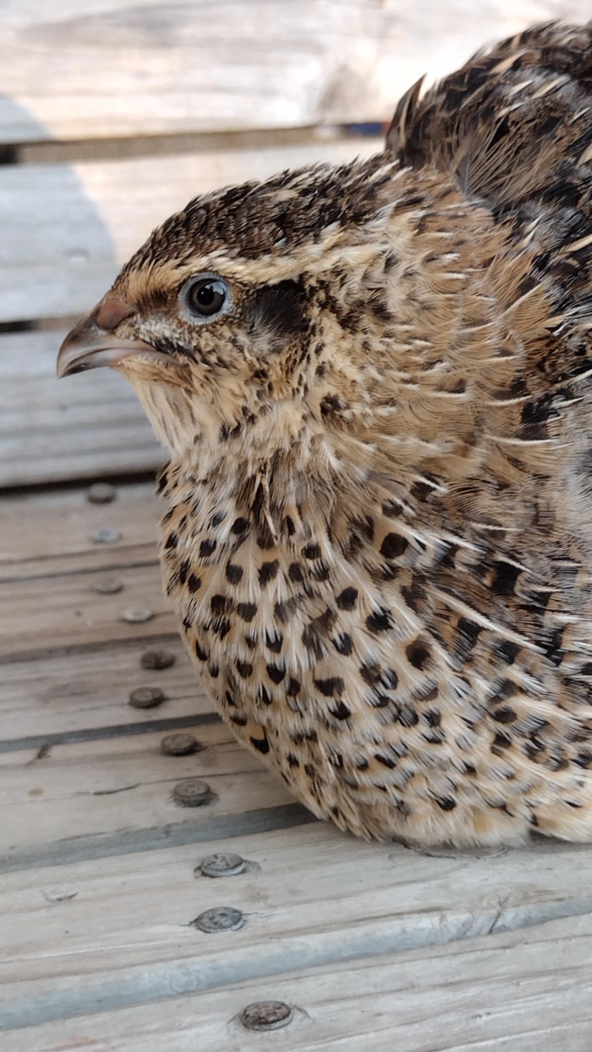 A fun mix of everything hatching eggs