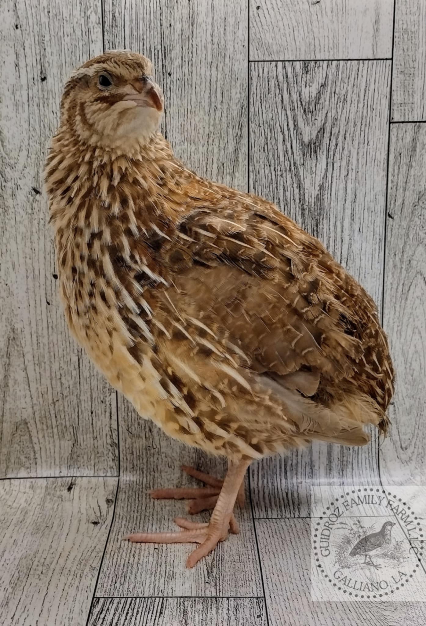 Feather Sexable Jumbo Mix- Wild, Italian and Egyptian Hatching Eggs