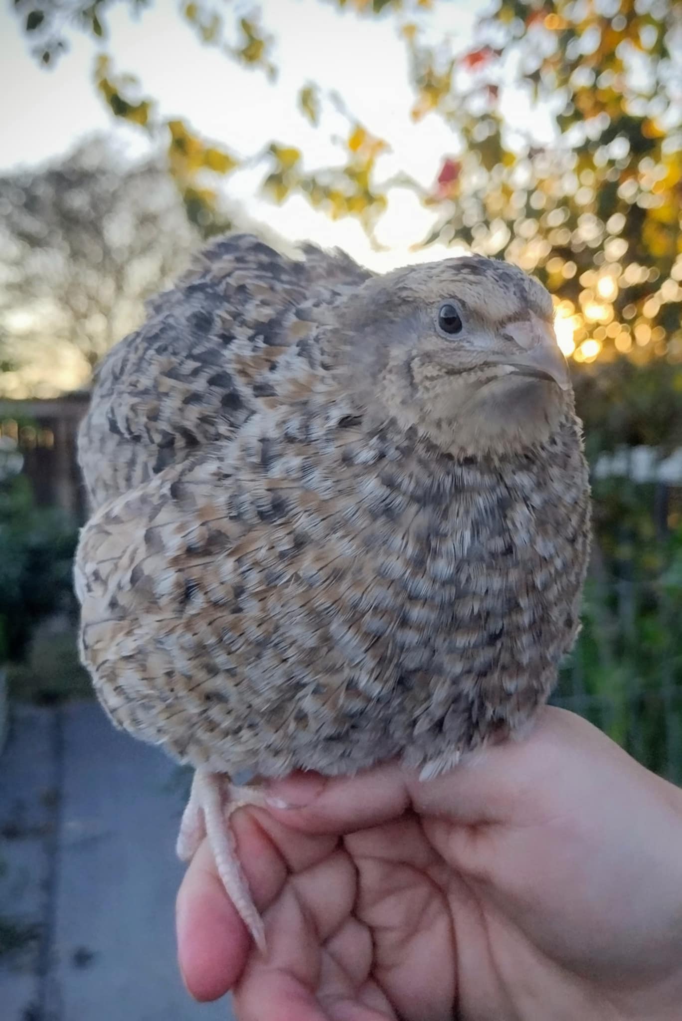 Shades of Gray Collection Hatching Eggs