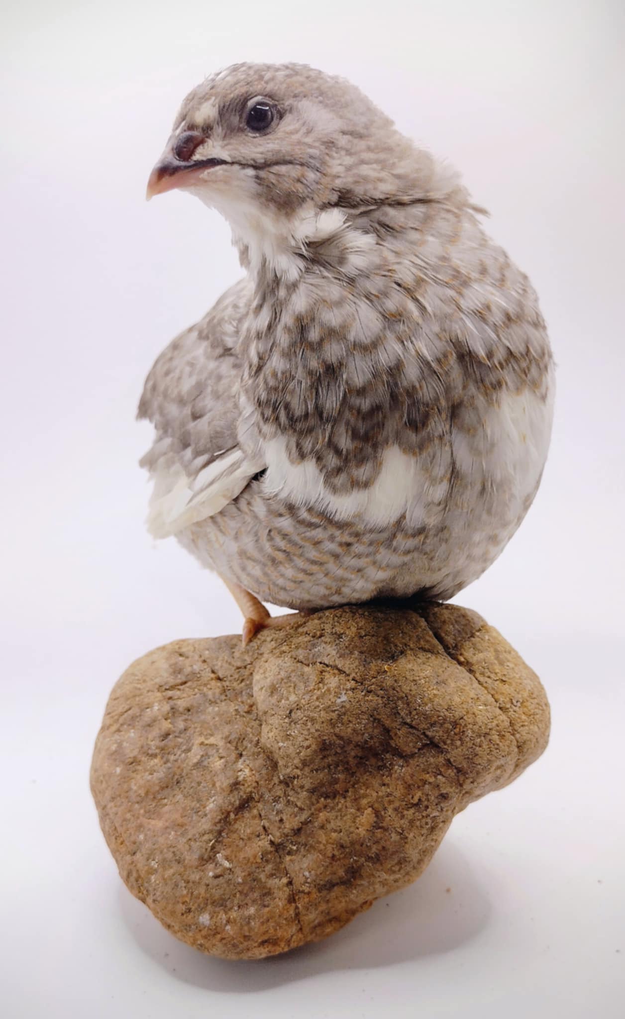 Shades of Gray Collection Hatching Eggs