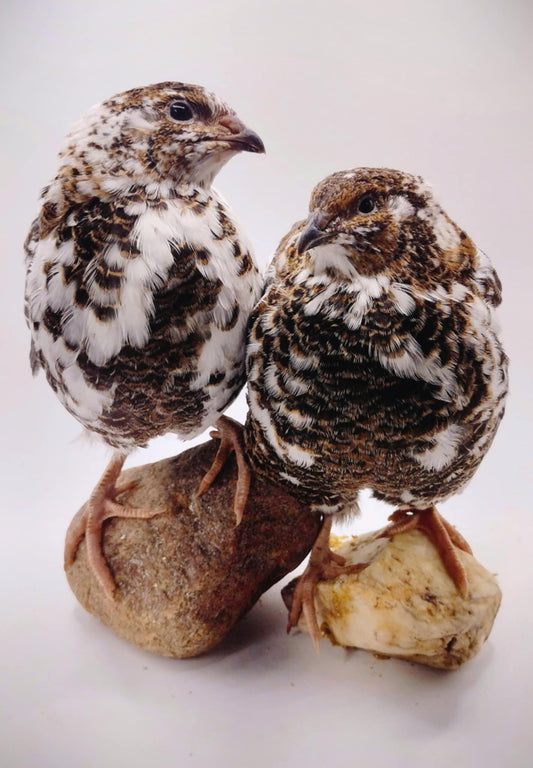 Jumbo Progressive Pied- Extended Brown Hatching Eggs