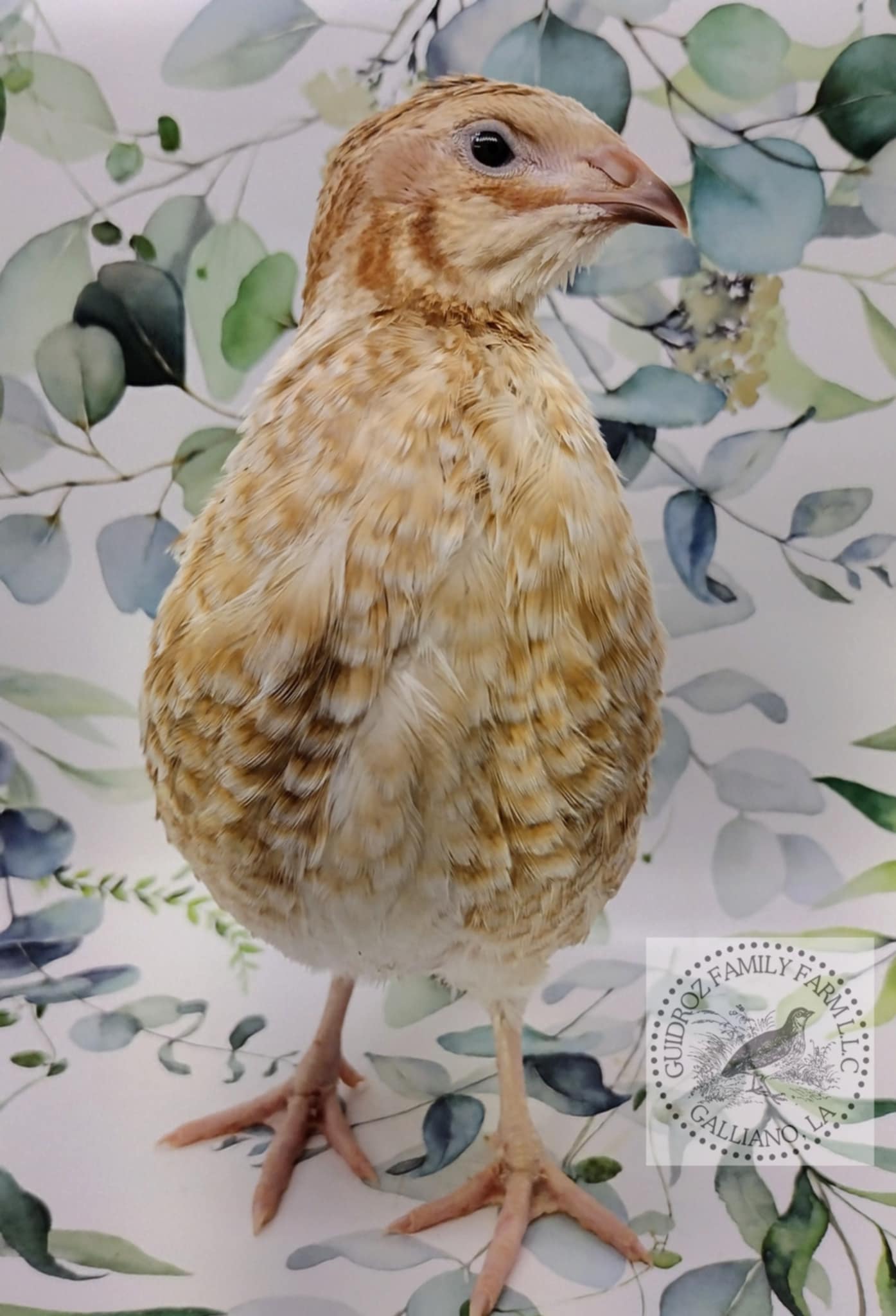 Pansy Collection Hatching Eggs