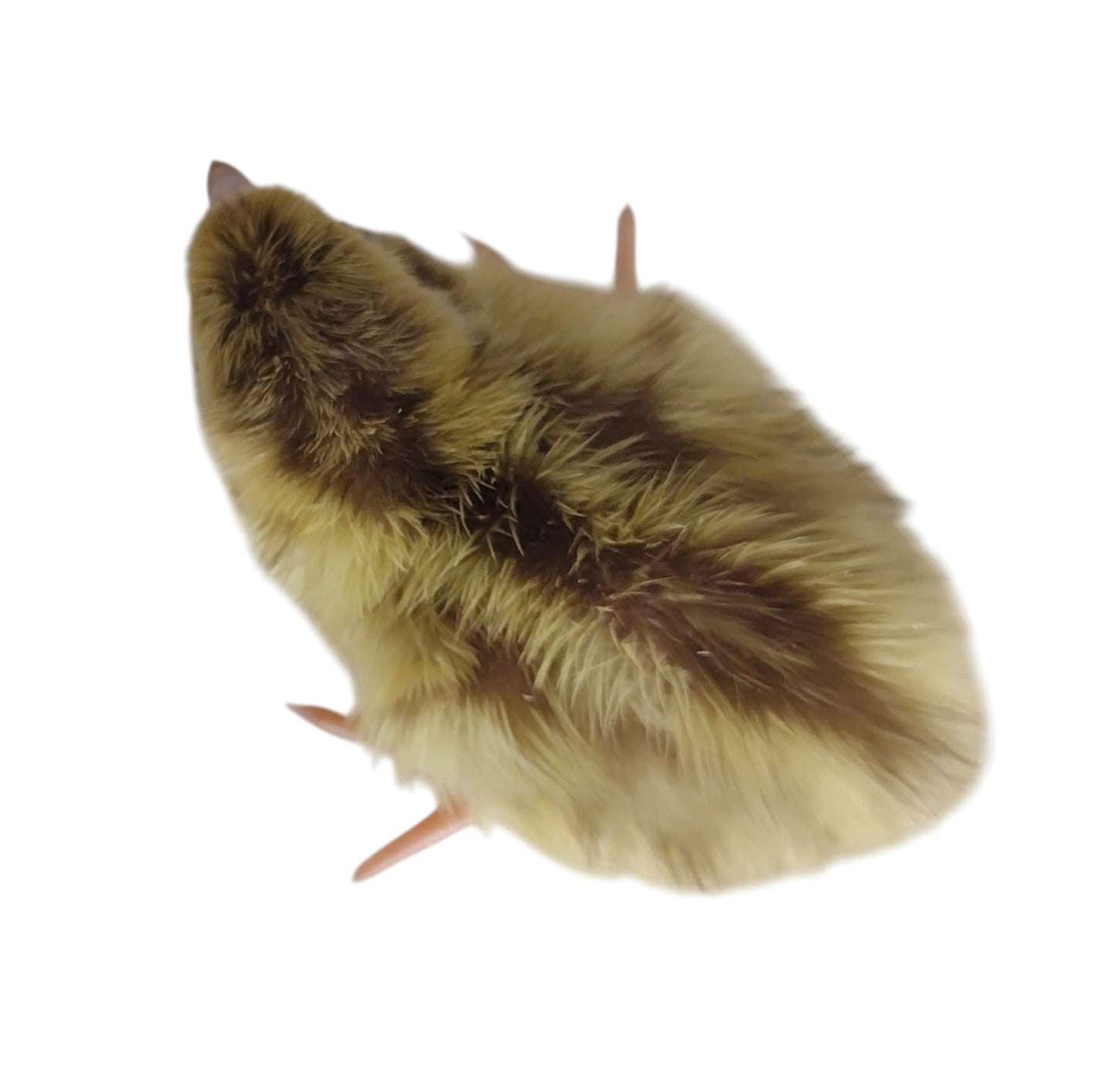 Egyptian Fee hatching eggs